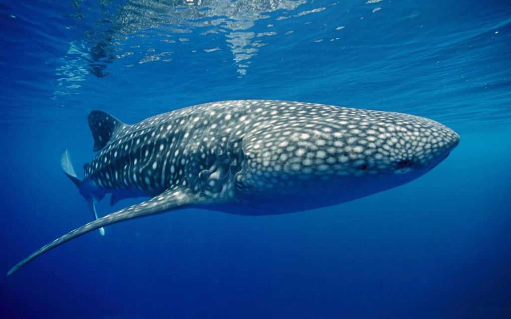 Whale-shark-underwater-1800x2880